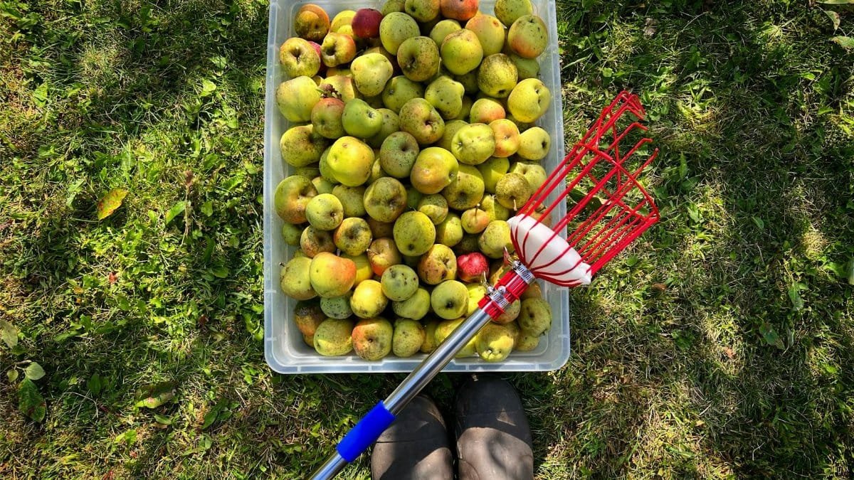 Apples freshly picked in a Wisconsin orchard, showcasing autumn harvest.
