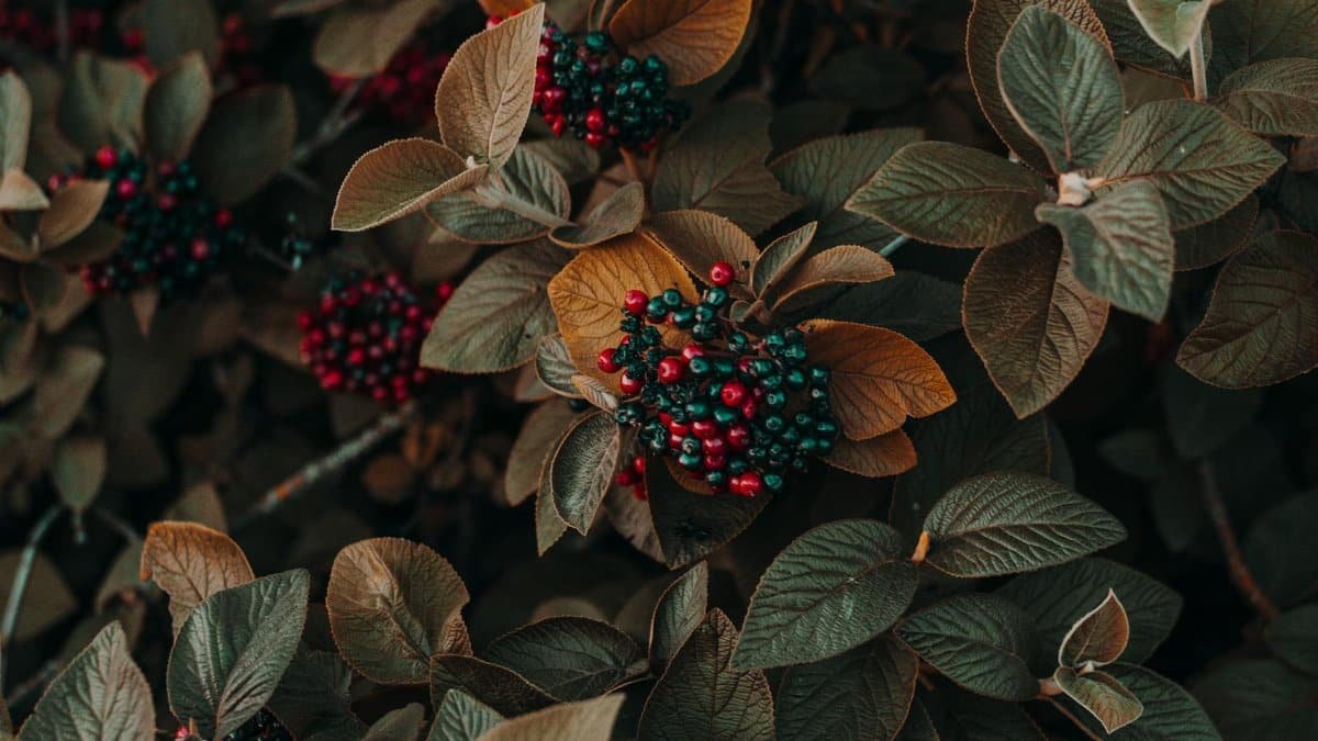 Close-up of colorful berries and autumn leaves showcasing nature's beauty in fall.