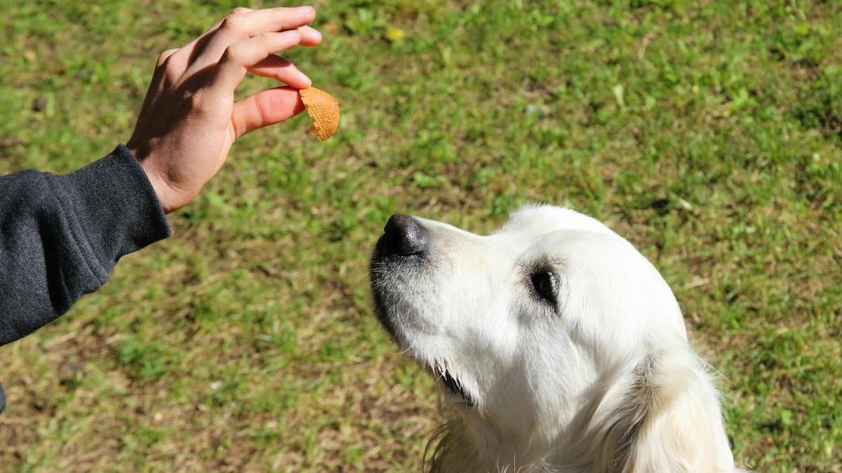 Golden Retriever focused on a treat in an outdoor setting, demonstrating obedience and anticipation.