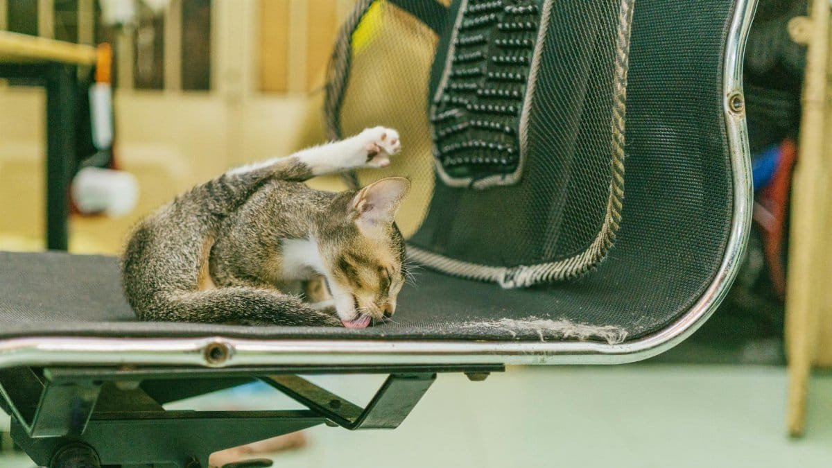 A cat intently licking itself while lounging on a black mesh office chair in a cozy indoor setting.