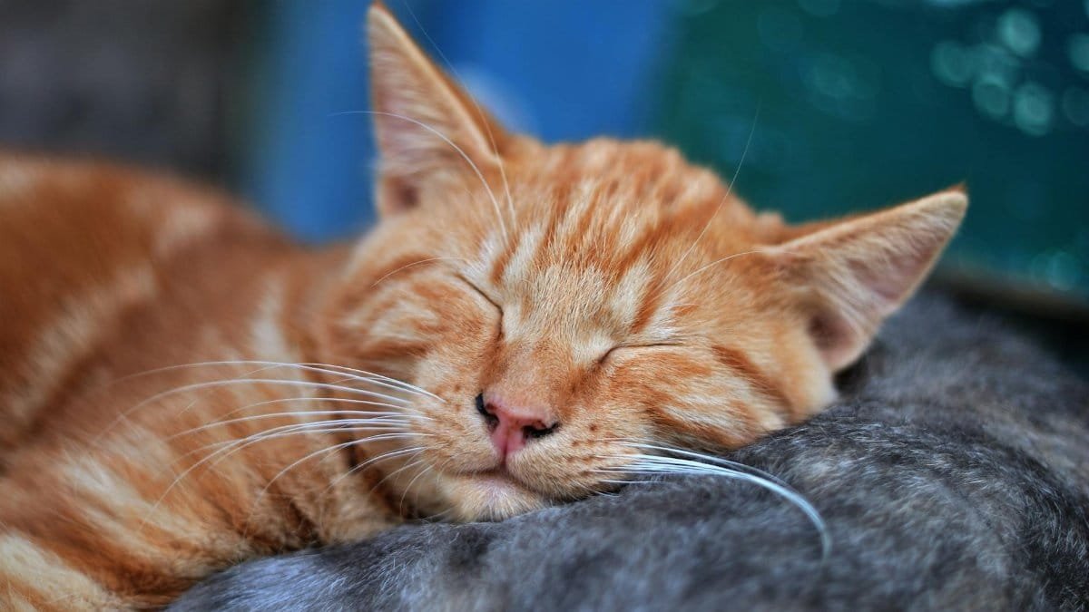 A serene close-up of a ginger cat sleeping with eyes closed, showcasing tranquility and softness.
