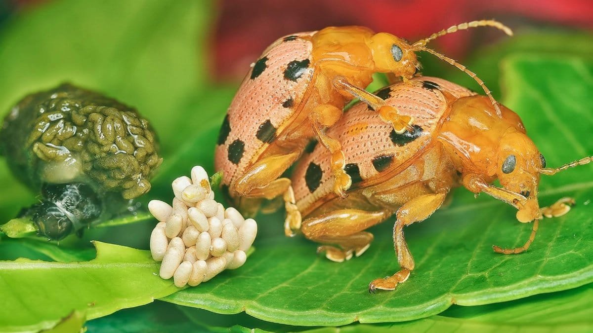 Free stock photo of agriculture pest, antenna, arthropoda