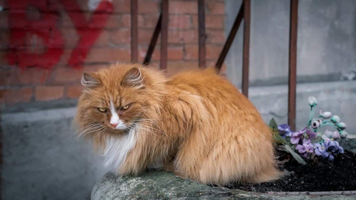 A fierce and furry Norwegian Forest Cat sits on a stone ledge against a brick wall.