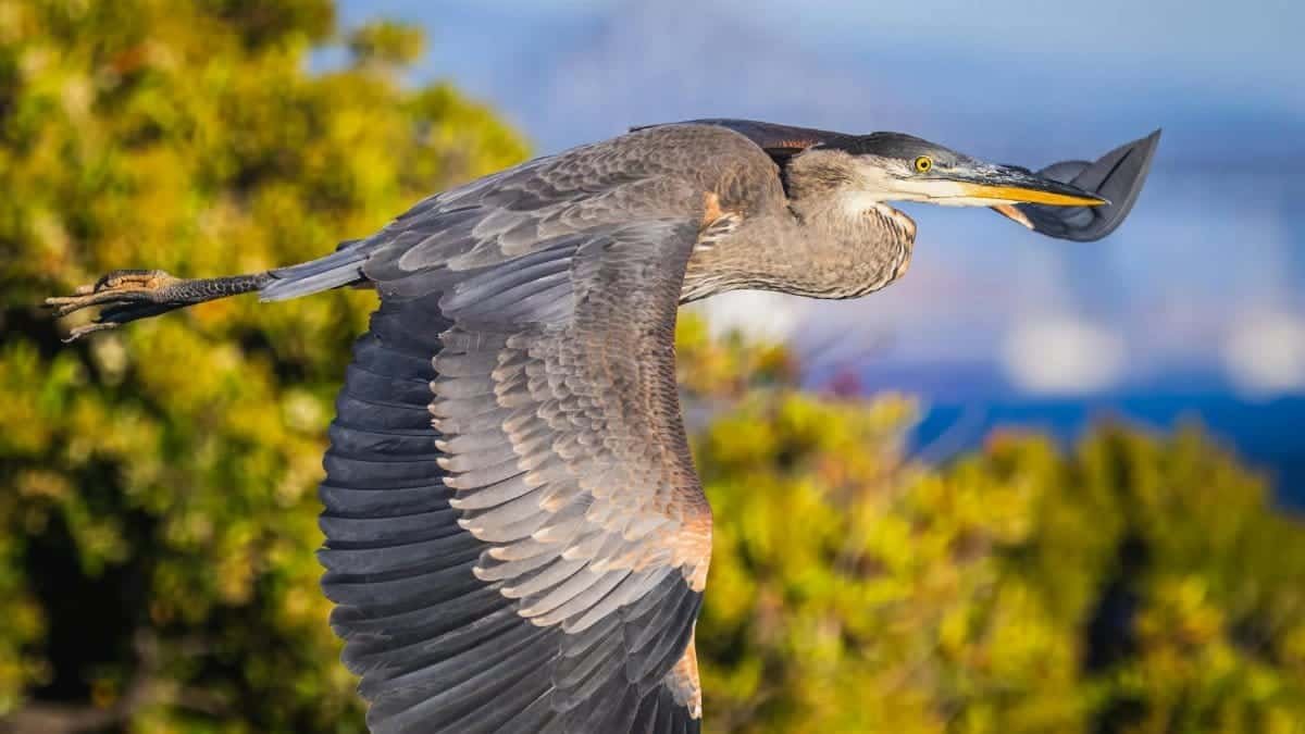 A striking image of a heron gracefully flying over vibrant green foliage, capturing its elegance and detail.