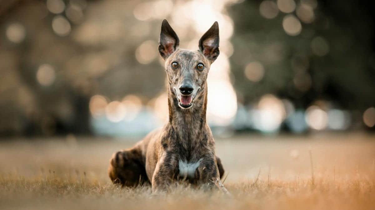 Smiling greyhound dog laying on grass in a sunny park setting.