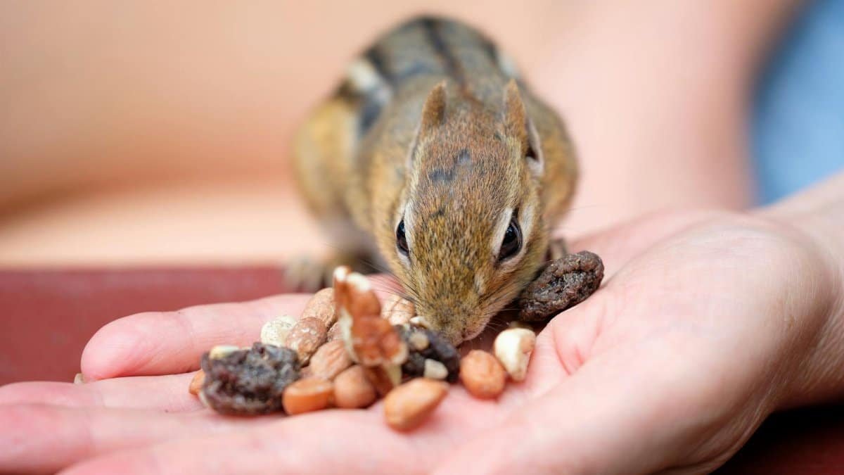 Adorable chipmunk feeding on nuts and seeds from a human hand in a close-up shot.