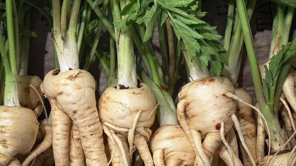 Close-up of fresh parsnips with leafy green tops, showcasing organic produce at a market.
