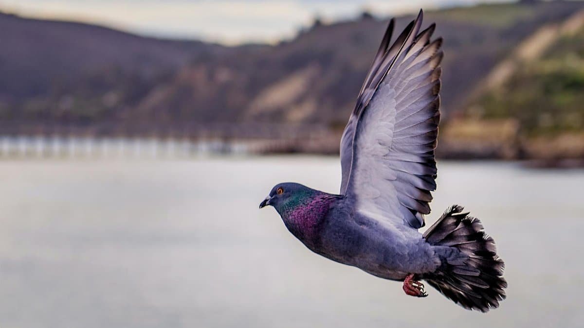 A beautiful close-up of a pigeon flying over water with scenic backgrounds.