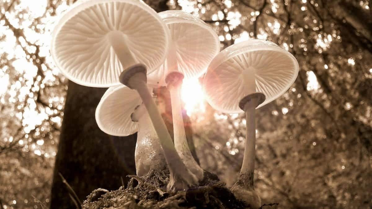 Beautiful sepia-toned backlit mushrooms in a serene forest setting, capturing nature's elegance.