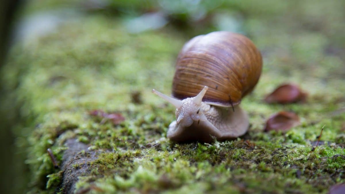 Detailed image of a brown snail crawling on vibrant green moss, showcasing its shell texture.