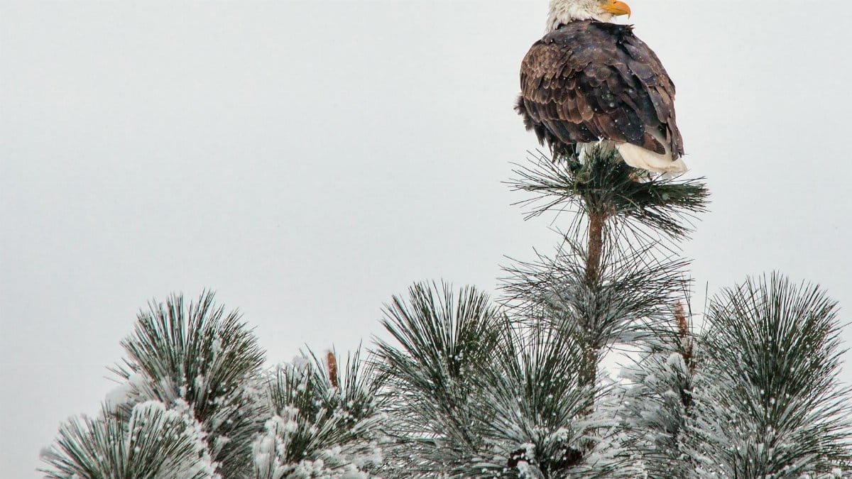 Bald eagle perched on a snow-covered pine tree branch during winter in Montana.