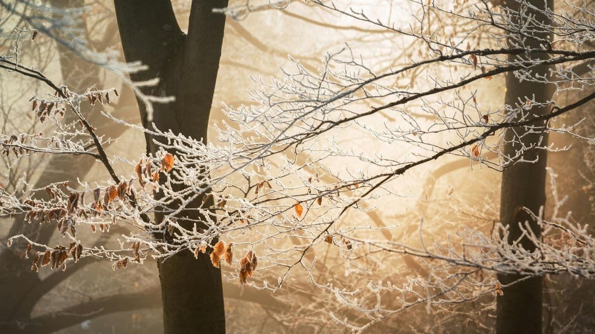 Frost-covered branches in a winter forest with soft sunlight peeking through trees.
