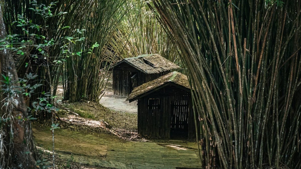 Discover rustic bamboo huts nestled in a lush forest in Thailand, perfect for nature lovers.