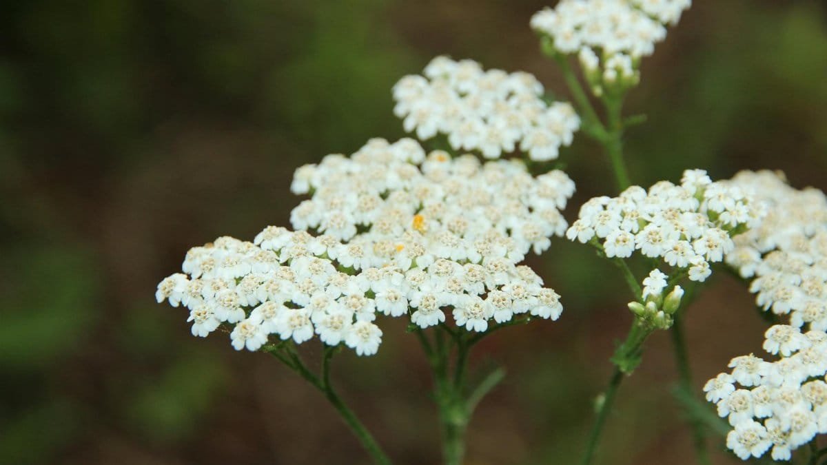 Close-up of delicate white yarrow flowers in full bloom, showcasing natural beauty and floral elegance.