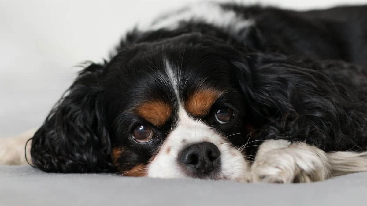 Adorable Cavalier King Charles Spaniel relaxing on a bed indoors, capturing peaceful tranquility.