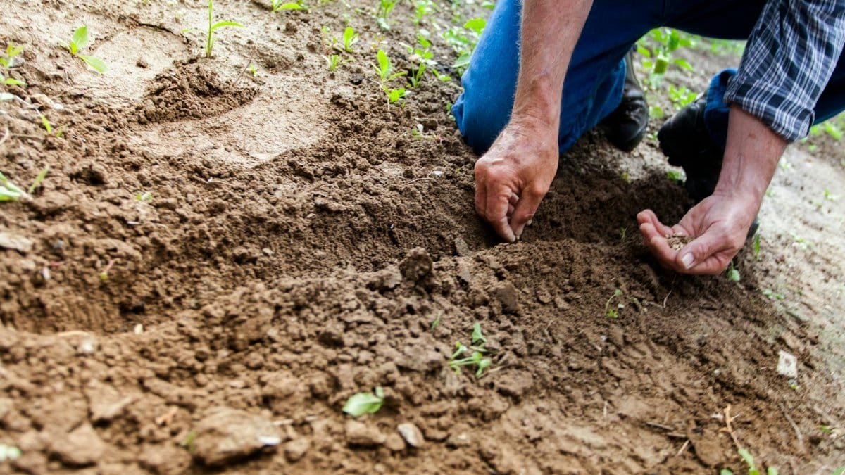 Close-up of a person planting seeds in soil, emphasizing gardening and cultivation.
