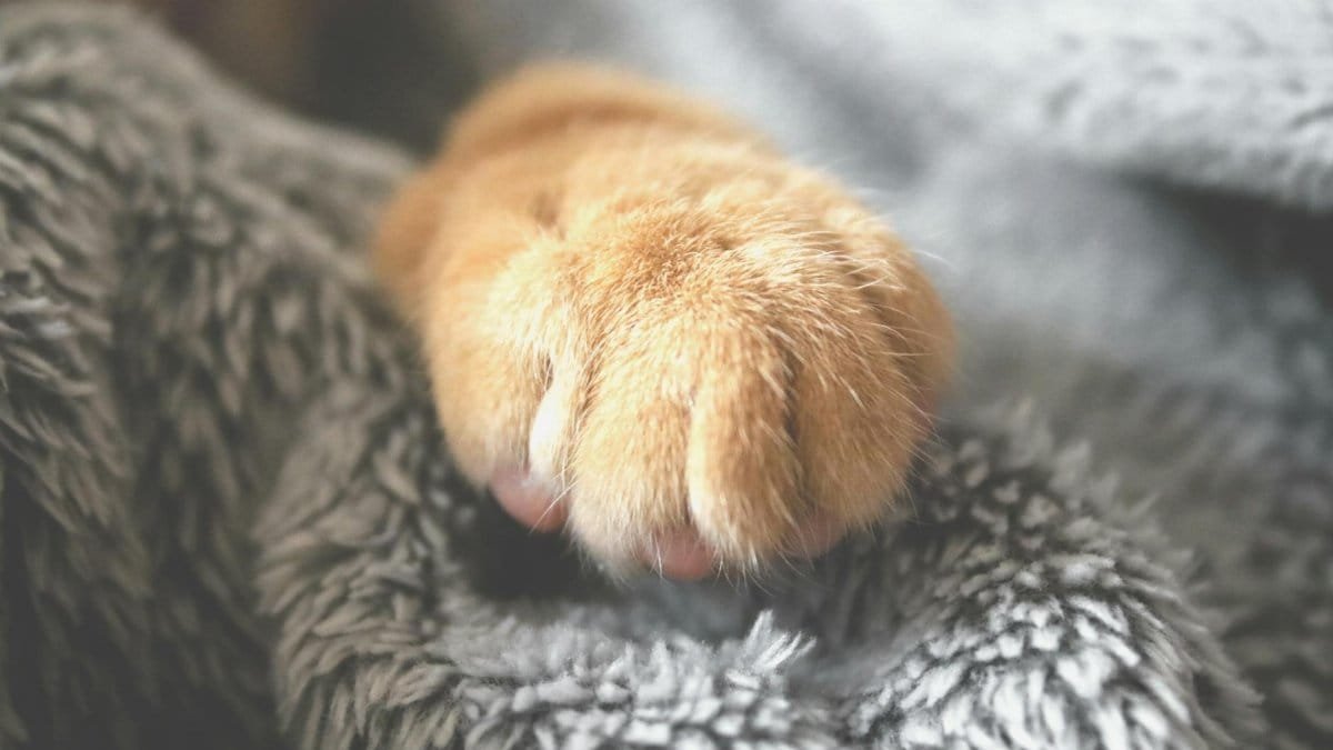 Adorable cat paw resting on a cozy, fuzzy blanket. Perfect for pet lovers.