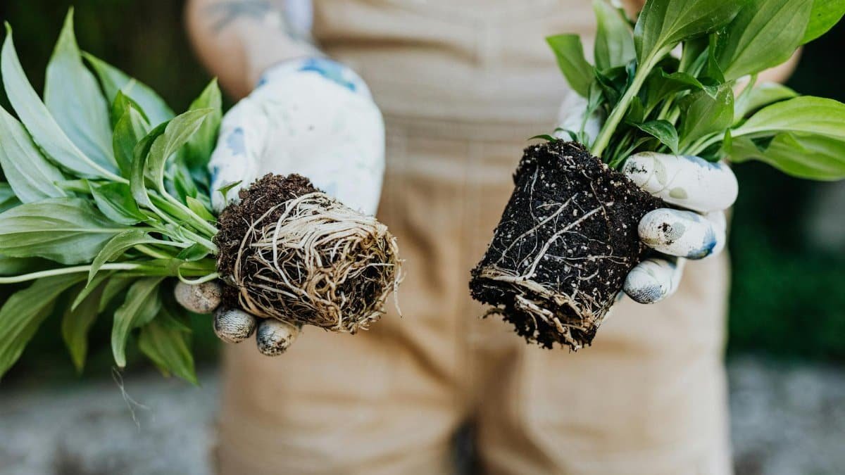 A gardener's hands holding green plants with exposed roots, ready for planting.