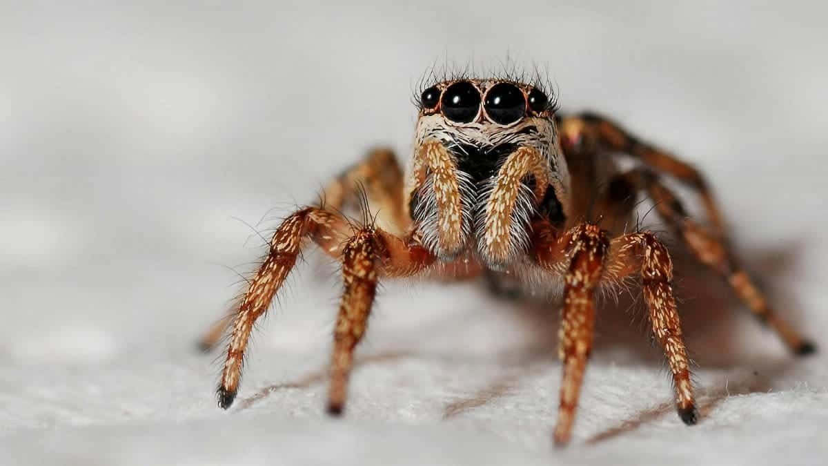 Detailed macro shot of a jumping spider's close-up on a white background, highlighting its eyes and hairy texture.