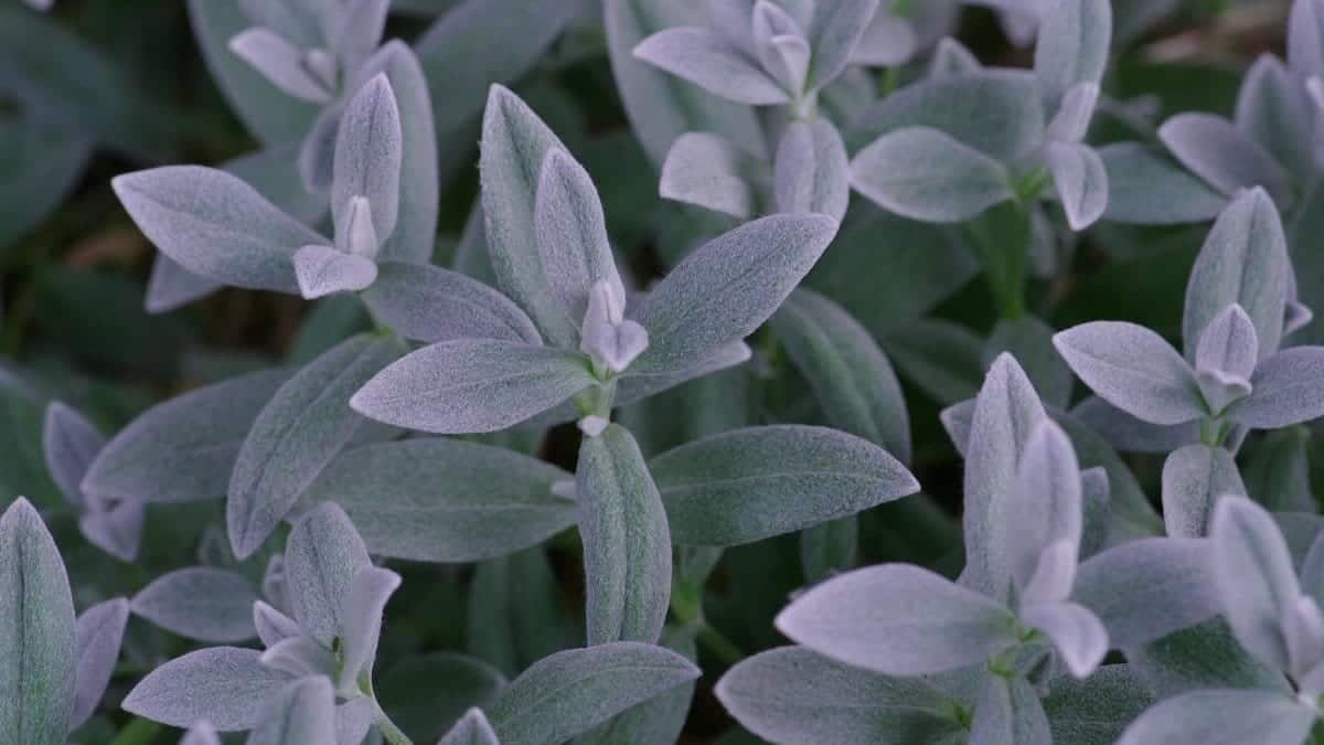 Detailed close-up of sage leaves with delicate textures and a natural green hue.