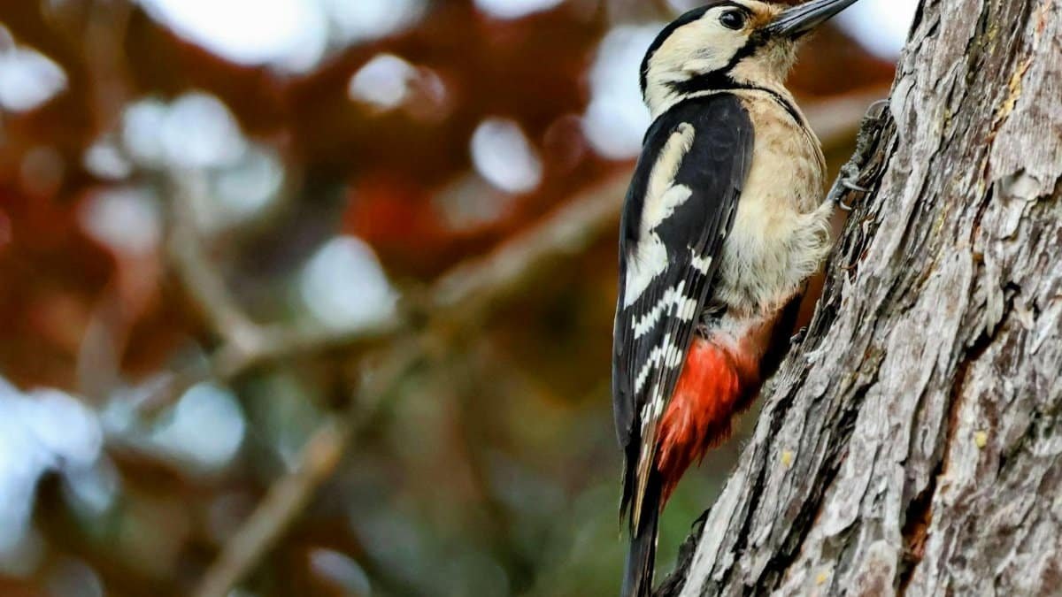 Close-up shot of a Great Spotted Woodpecker (Dendrocopos major) clinging to a tree trunk in a natural habitat.