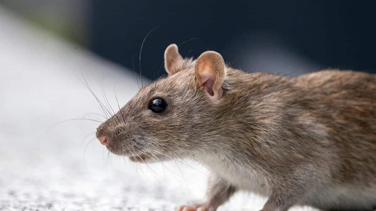 A detailed close-up of a brown rat showcasing its fur and whiskers.