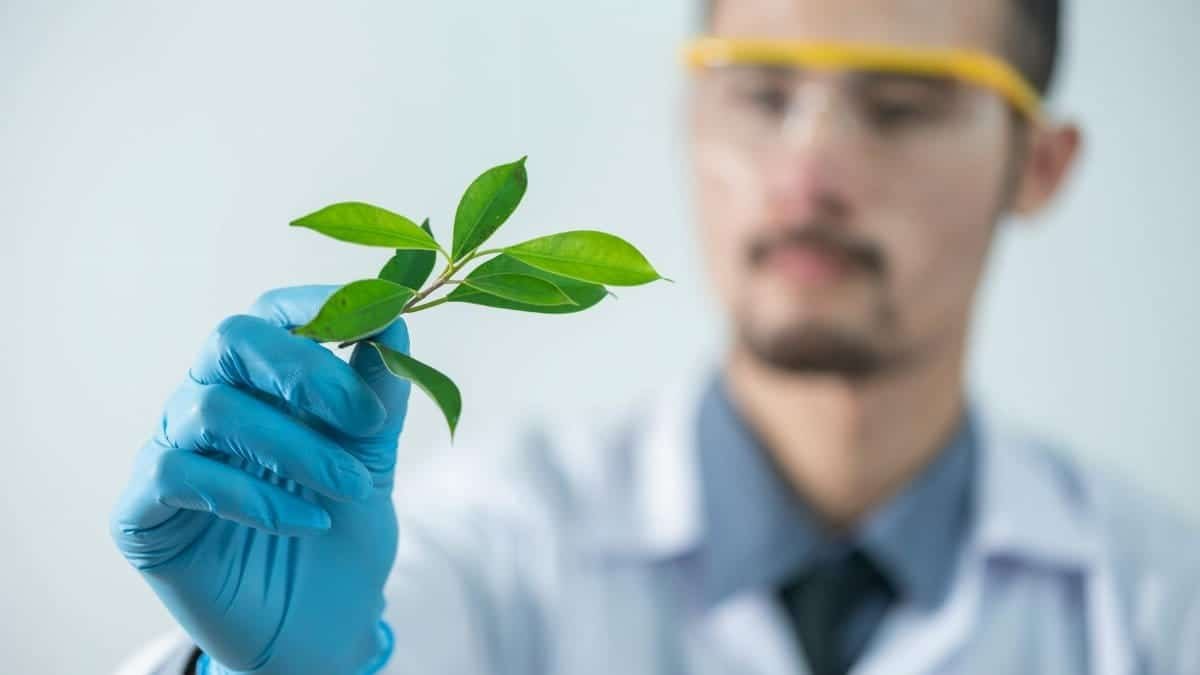 Young scientist wearing protective gloves and examining a plant sample in a laboratory setting.
