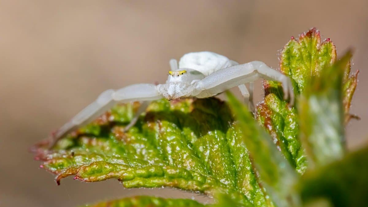 Macro shot of a white crab spider camouflaged on a green leaf in nature.
