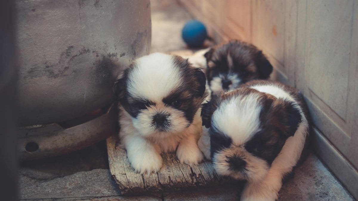 Three cute Shih Tzu puppies playing and hiding indoors. Perfect for pet lovers.