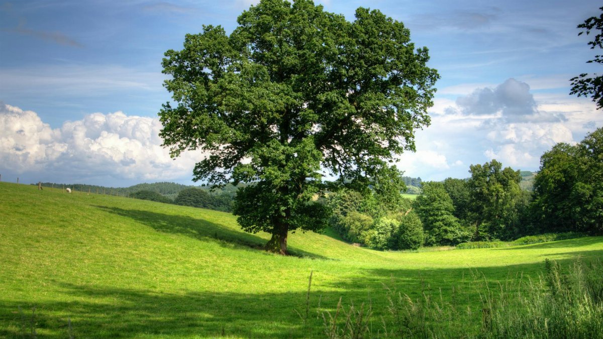 Serene landscape of a sunny countryside field with a prominent oak tree and lush greenery, perfect for nature backgrounds.