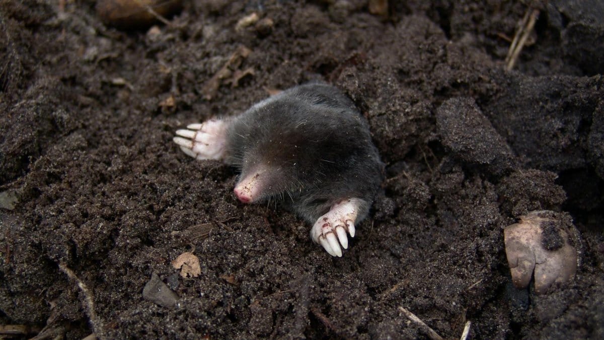 A European mole digging up through rich soil, showcasing its claws and fur in a natural setting.