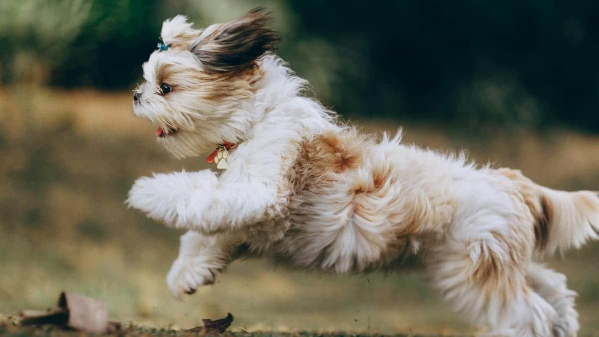 Adorable Shih Tzu puppy in motion, running joyfully outdoors in Belo Horizonte, Brazil.