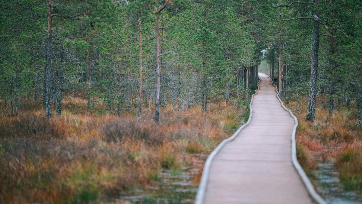 Serene view of a narrow boardwalk path cutting through a peaceful autumn forest.