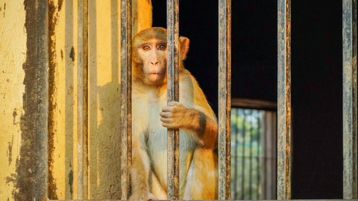 A macaque monkey looks through bars from captivity in DL, India.