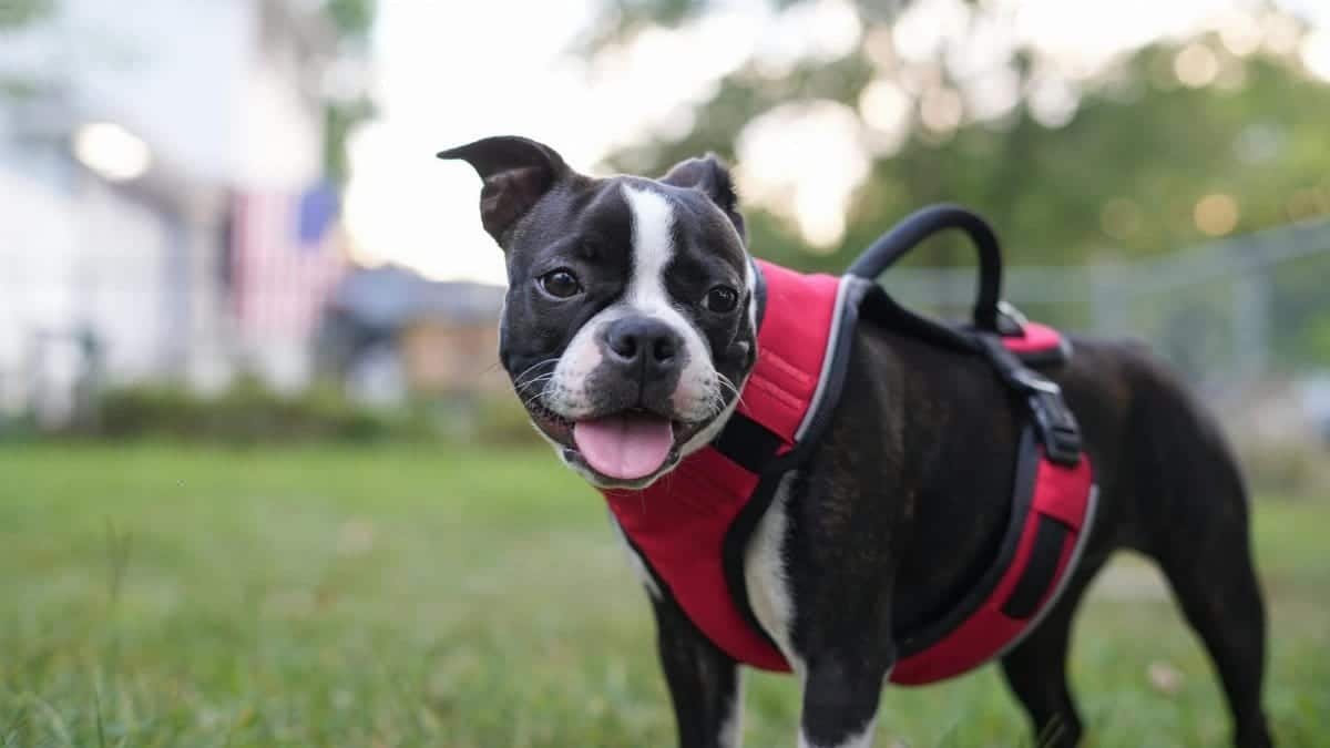 Adorable Boston Terrier puppy in a red harness playing outdoors on the grass.