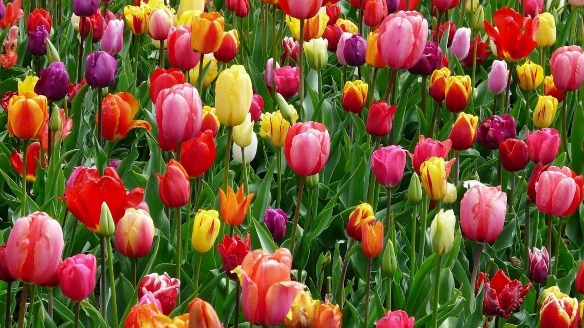 A colorful array of tulips blooming in a field, showcasing the beauty of spring season.