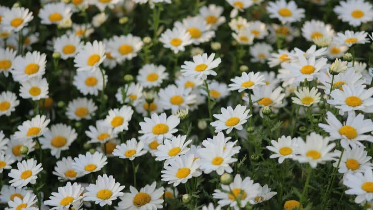 A vibrant field of white daisies with yellow centers in full bloom outdoors.