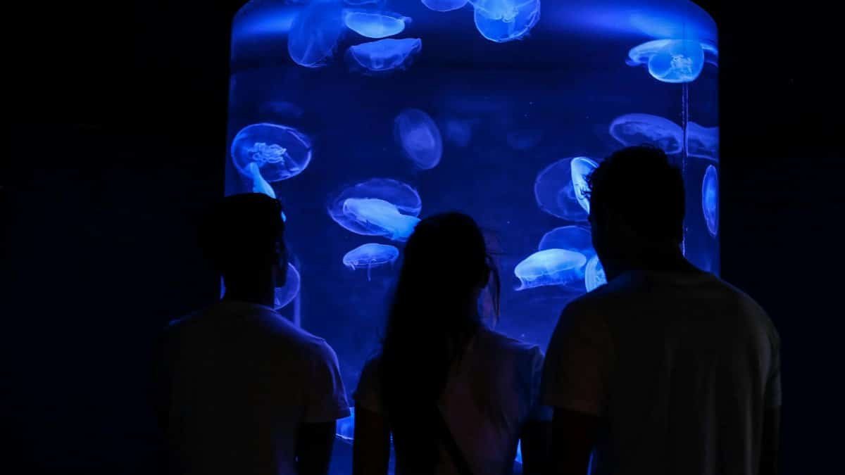 Visitors view glowing jellyfish in an aquarium, capturing the mesmerizing display.