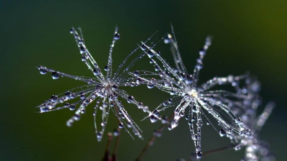 Macro shot of dandelion seeds with dew, highlighting intricate patterns and delicate textures.
