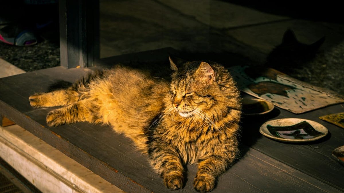 A relaxed cat enjoying the sunny afternoon on a porch in Athens, Greece.