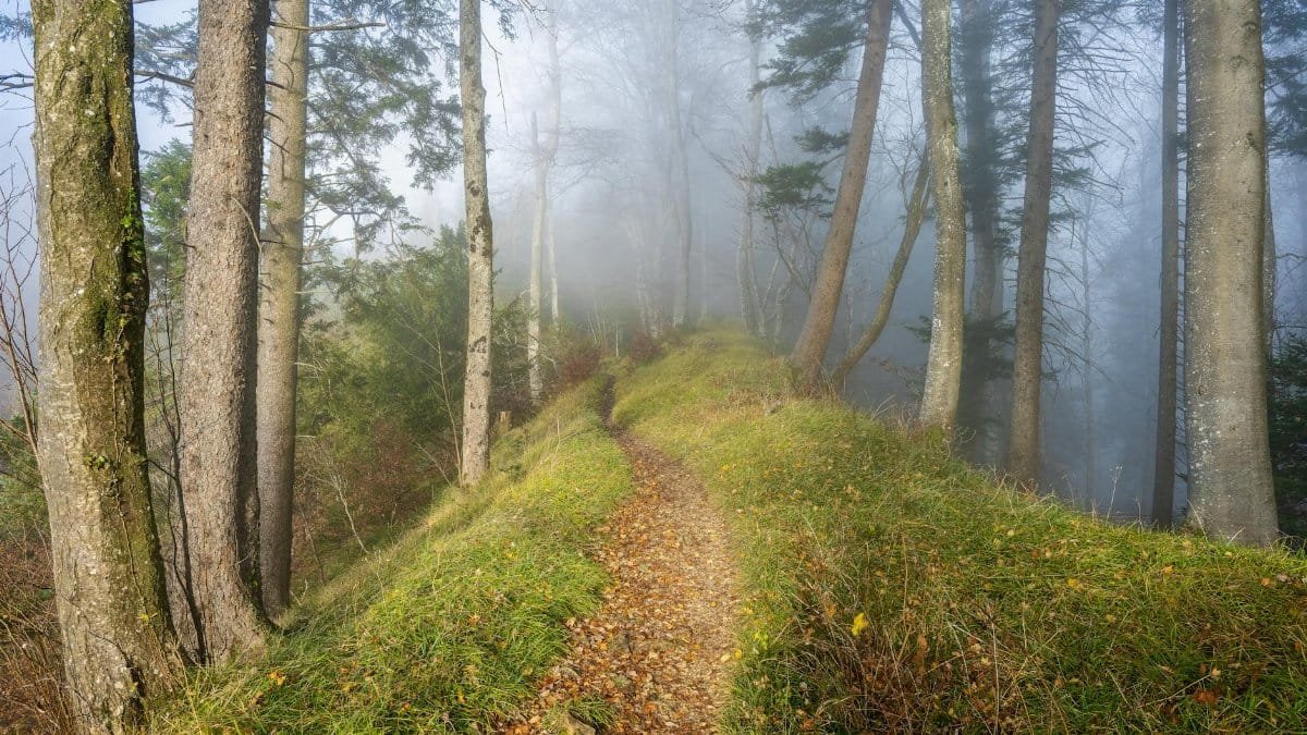 Serene forest pathway shrouded in morning mist, creating a tranquil and mystical atmosphere.