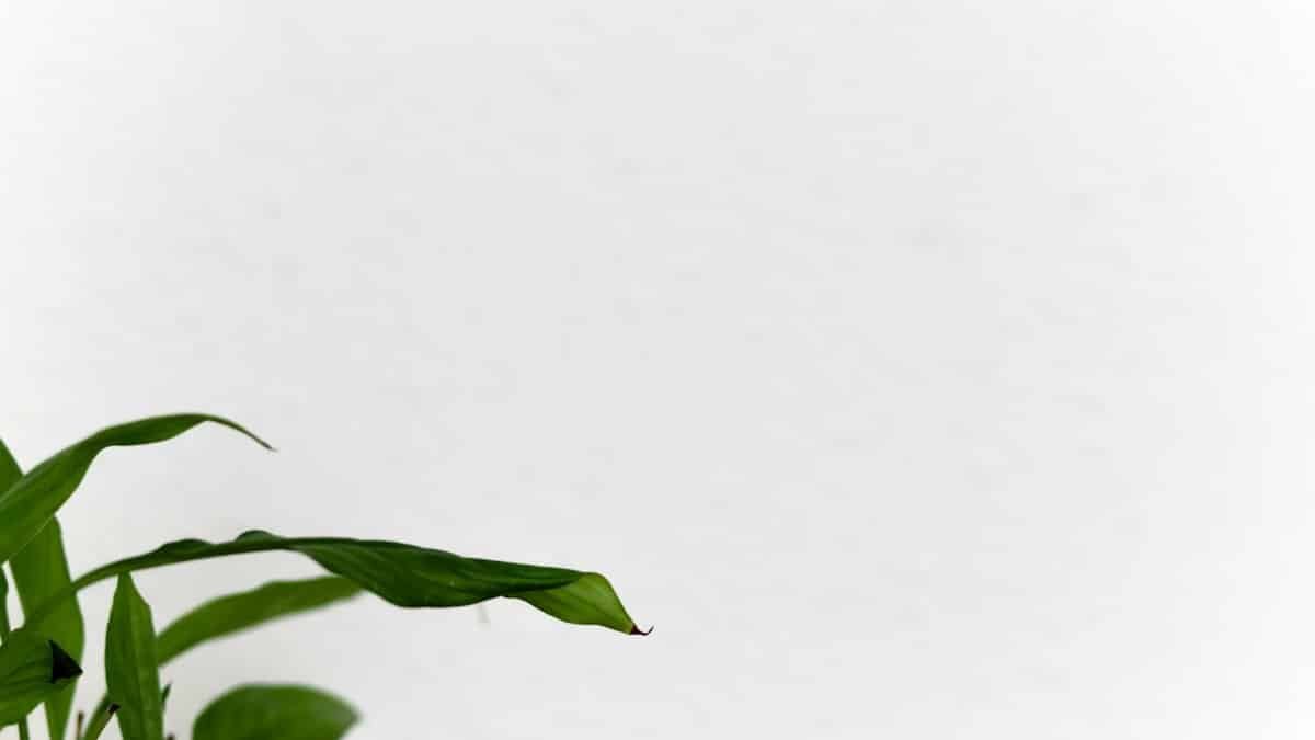 A simple and elegant image of green leaves against a white wall, providing ample copy space.