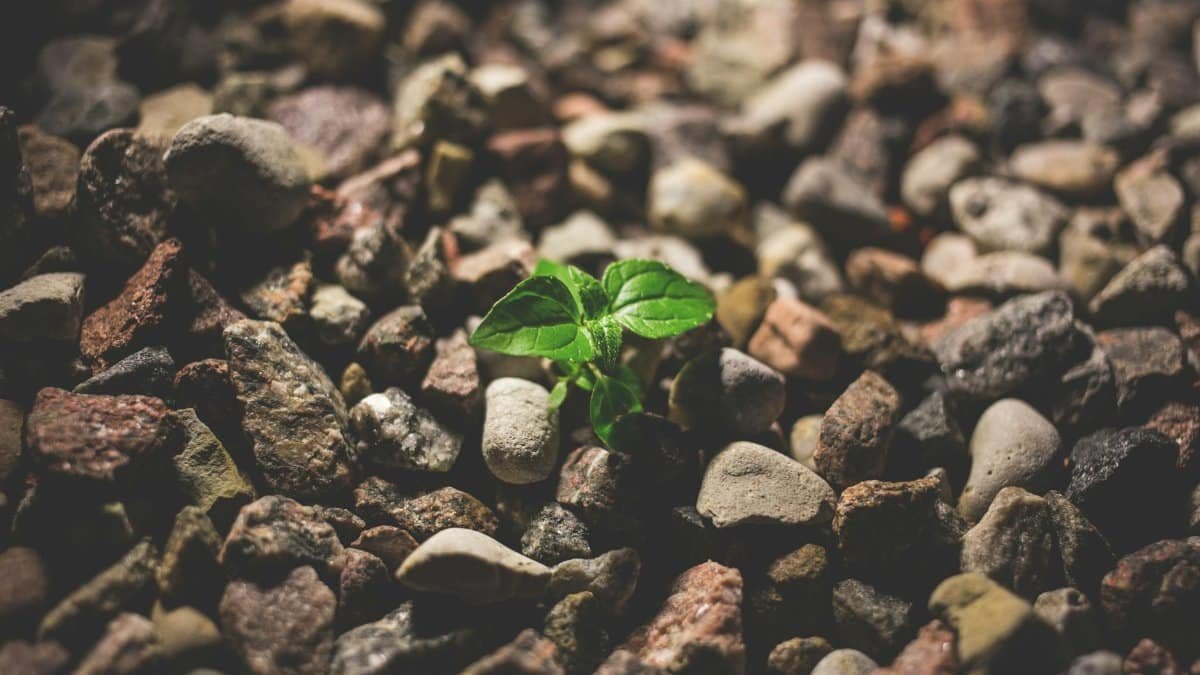 A small green sprout grows amidst scattered stones, symbolizing life and resilience.