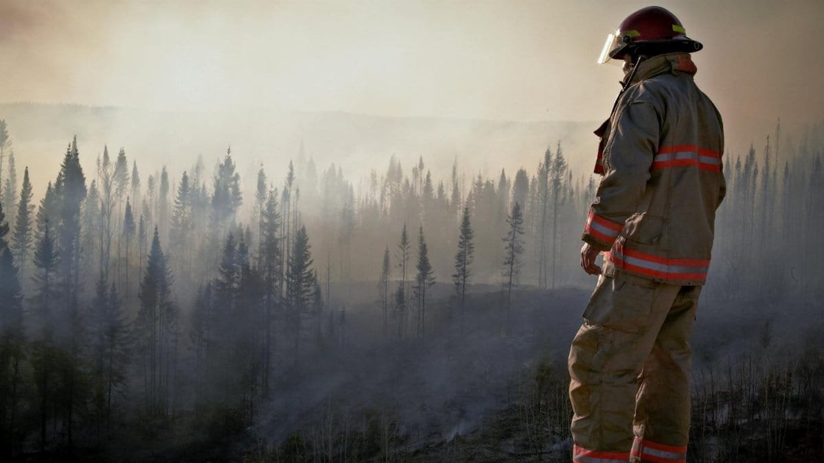 A firefighter in uniform surveys the aftermath of a forest fire with smoke rising through the trees.