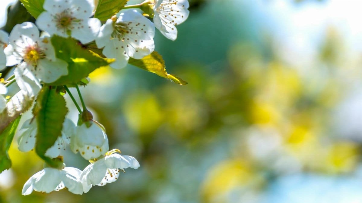 Close-up of white cherry blossoms blooming in a sunny garden setting with vibrant colors.