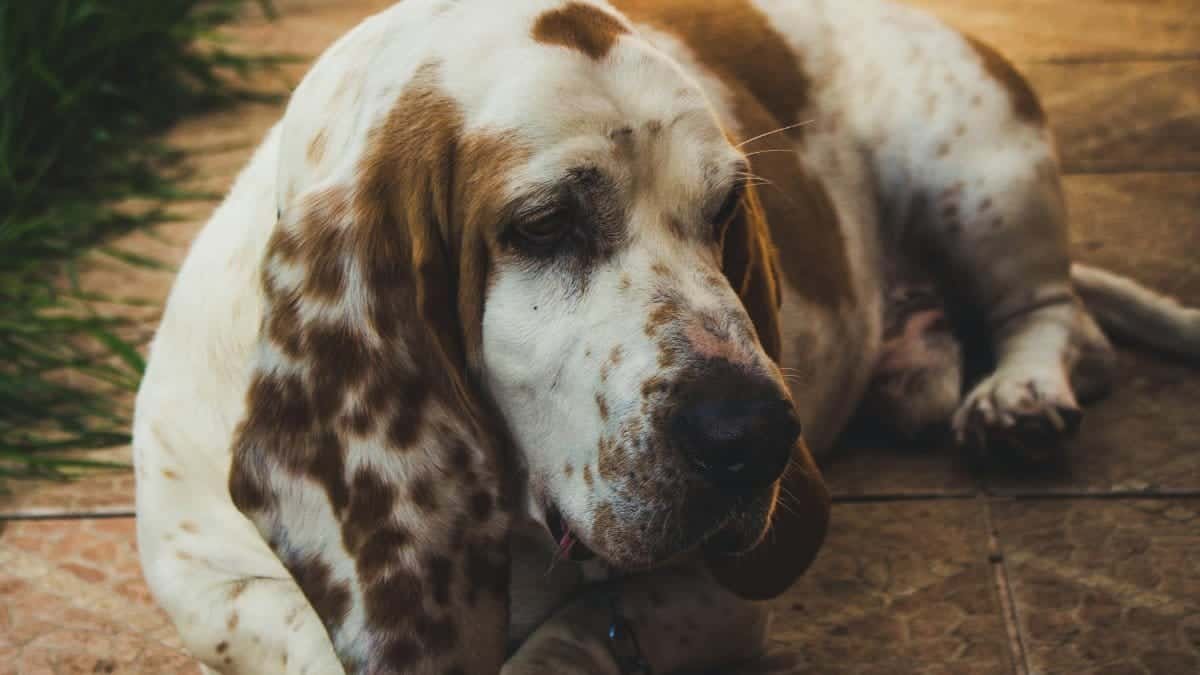 Adorable Basset Hound lying on tiled floor, enjoying a sunny day outdoors.