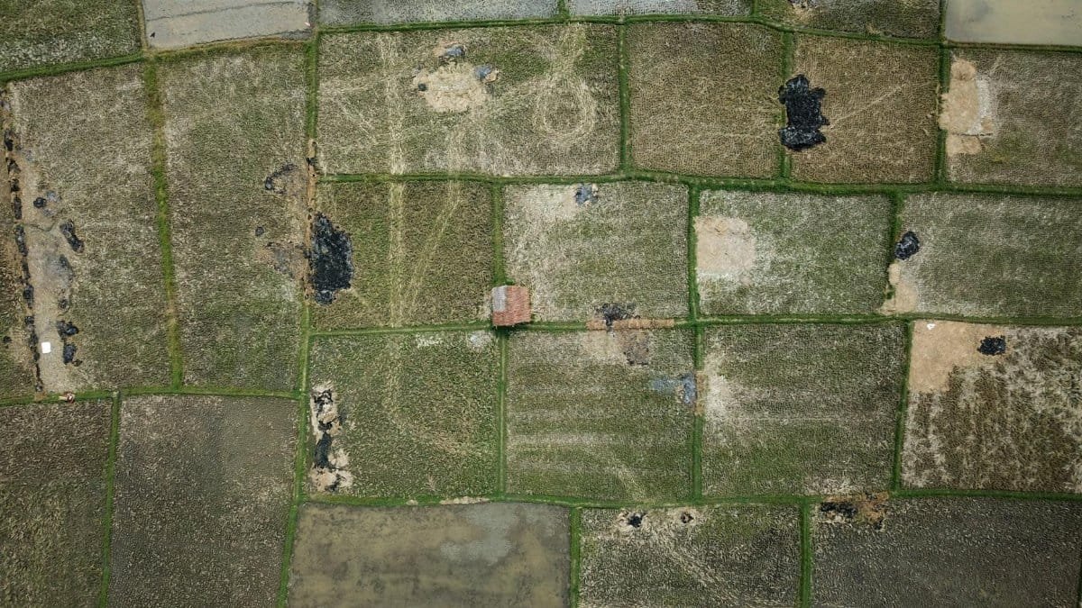 Aerial perspective of green and brown patchwork rice fields with a small house.