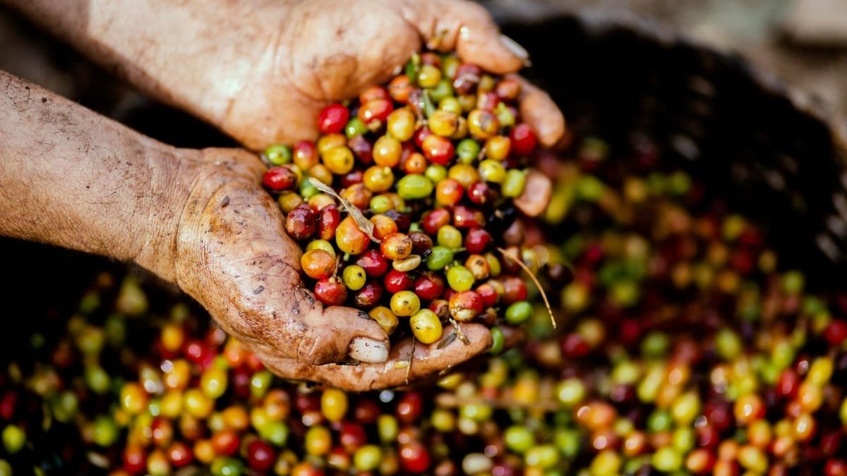 Close-up of hands holding freshly harvested coffee cherries in Mexico. Vibrant colors symbolize a fruitful harvest.