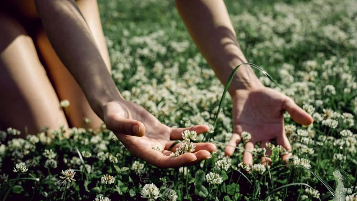 Close-up of hands caressing white clover flowers in a lush green field, representing a connection with nature.