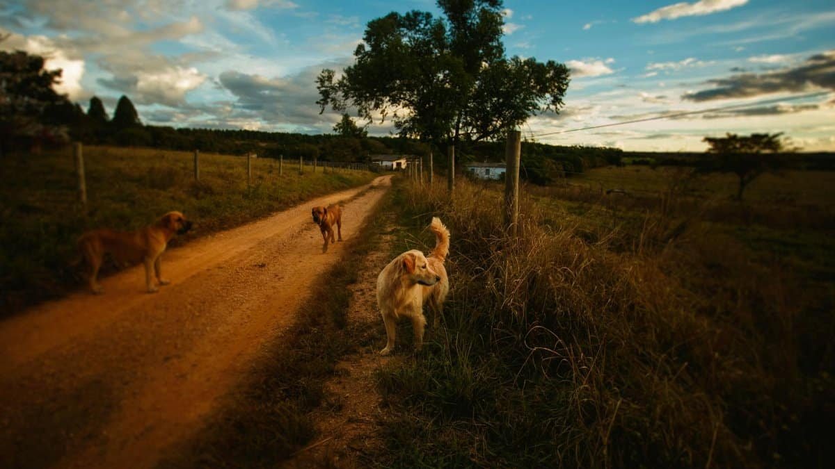 Dogs on rural road with pillars on sides surrounded by grass and trees against cloudy sky in summer evening
